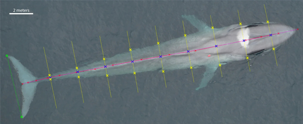 A blue whale, seen from above, with a digital overlay demonstrating the animal's measurement